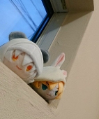 侑