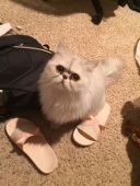緋夜