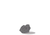 狸