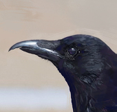 烏