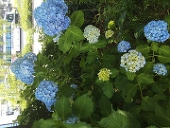 ぴ