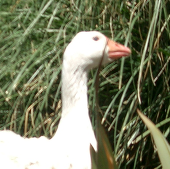 jnnE3