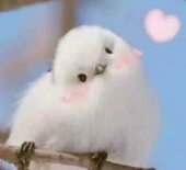 栗