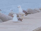 おトマ