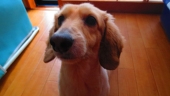 じょうご±