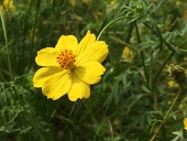 タカツキリ