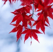 Momiji
