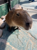 はんなか