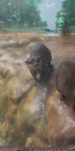 カワウソオムライス