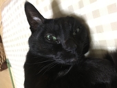 まゆのあお