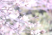 篠崎 れお