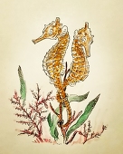 川