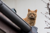 スねこスリ