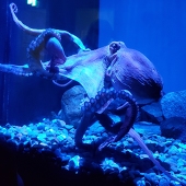 タコ🐙