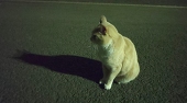 遙  直輝