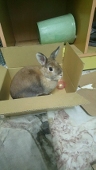 君