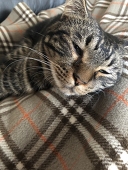 Löwe