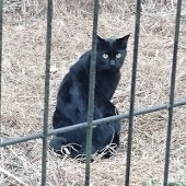 みどりもも
