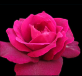 Rosalie