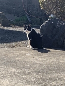 あらた