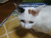 猫のミミ