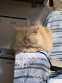 うばだい
