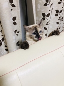 愛姫