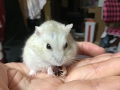 もな