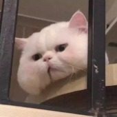 璇子