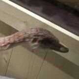 コサメ
