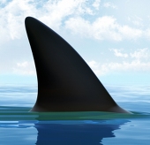 Sharky