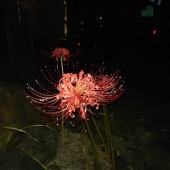 傀衣