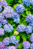 藍沢実琴