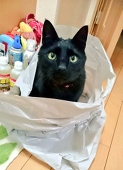 蒼依キト