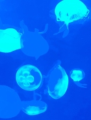 に