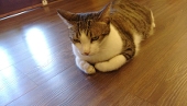 泗水