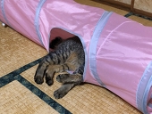 雪うさぎ