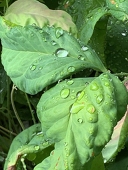 竹刀