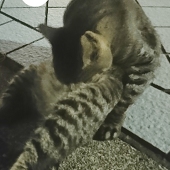 肉球