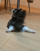 はんぺい