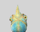 やう
