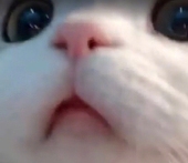桔paw