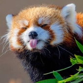 TigerJr.