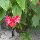 椎名