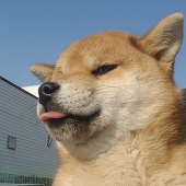 阿包要努力