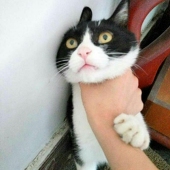 ココロ