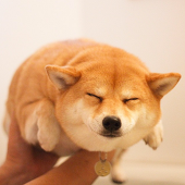 我阿柴啦