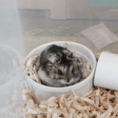 やましろあおい
