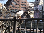 ベーキン