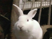 信客